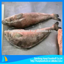 high quality fat greenling fish